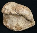 Partial Hadrosaur Toe Bone #9973-1